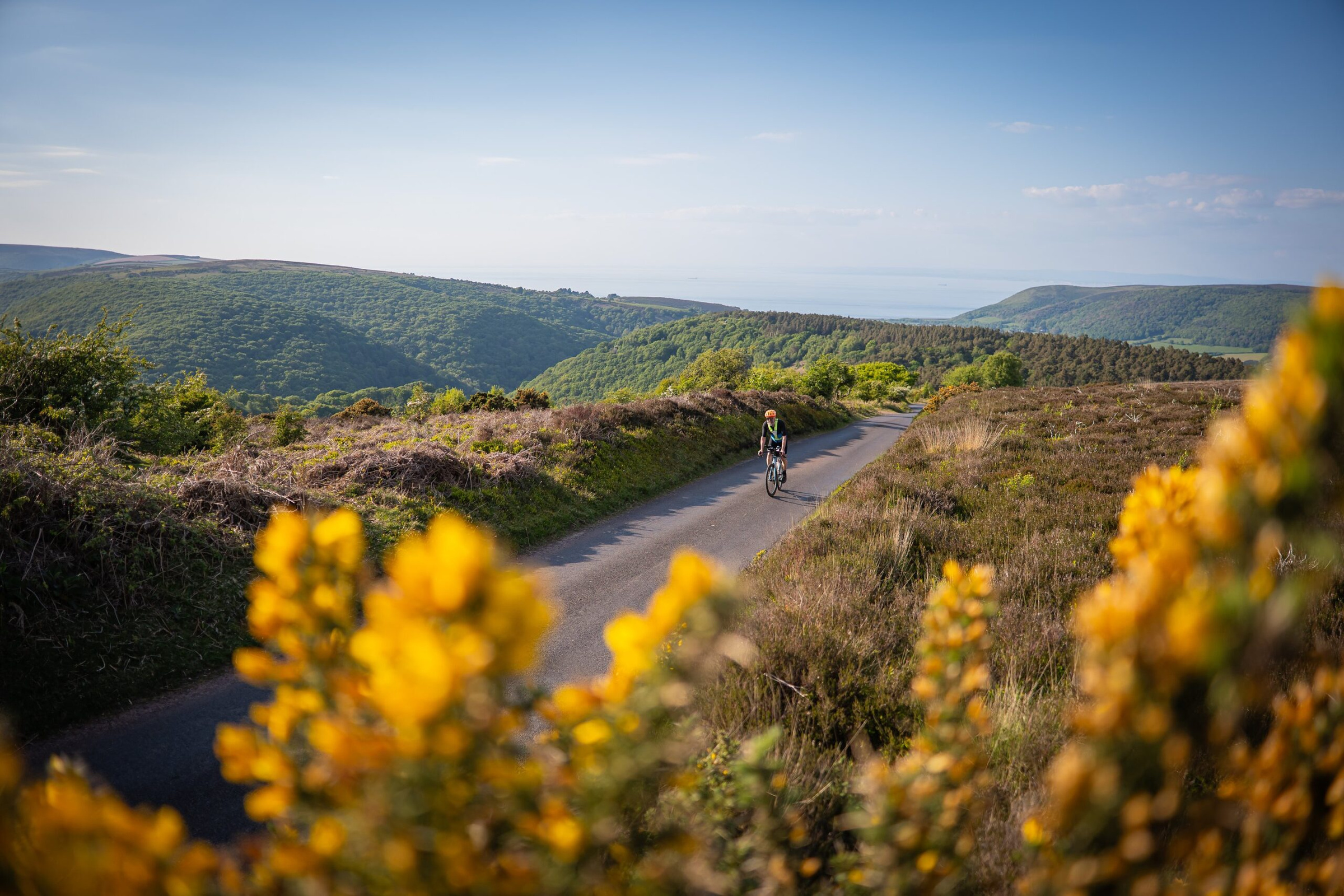 A rider on a moorland lane through gorse and heather on Exmoor