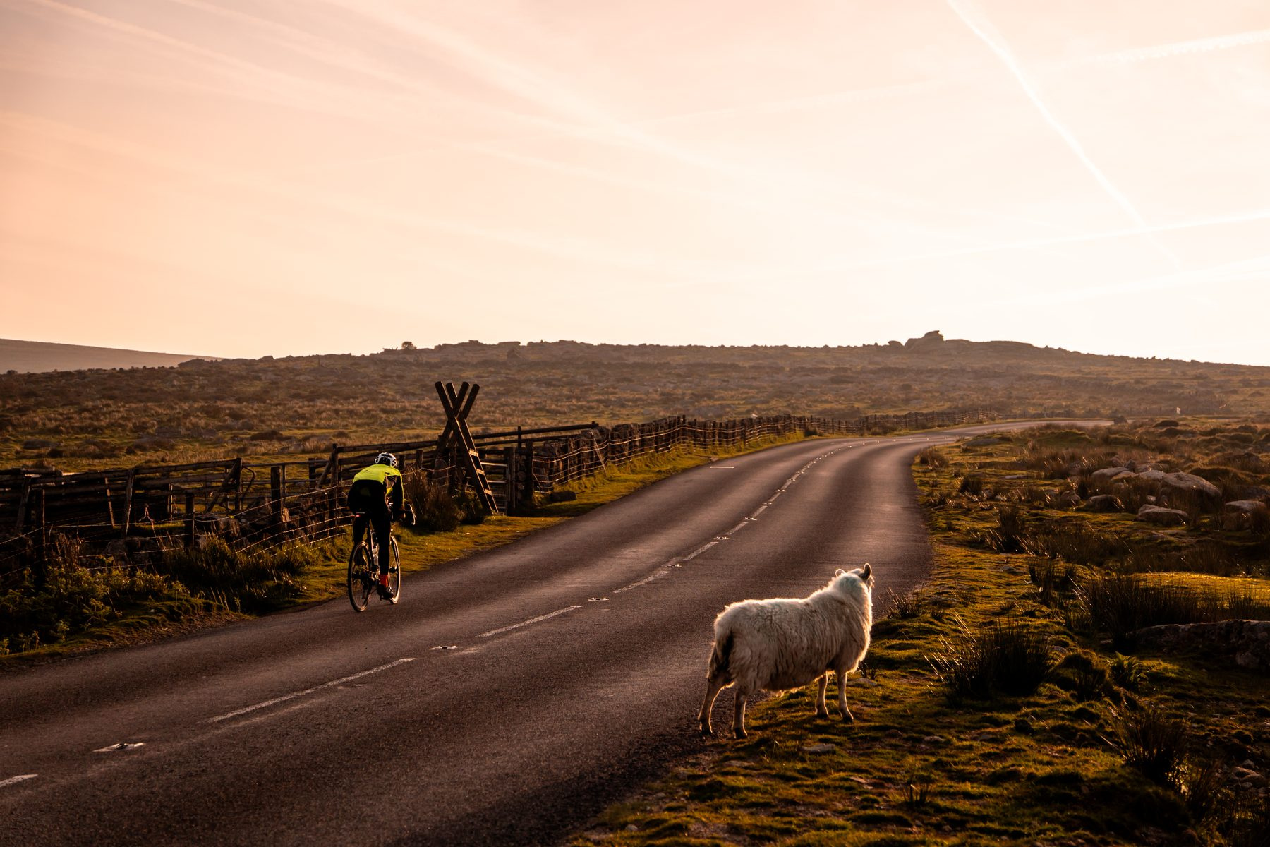 A rider and a sheep on an Exmoor road at sunset